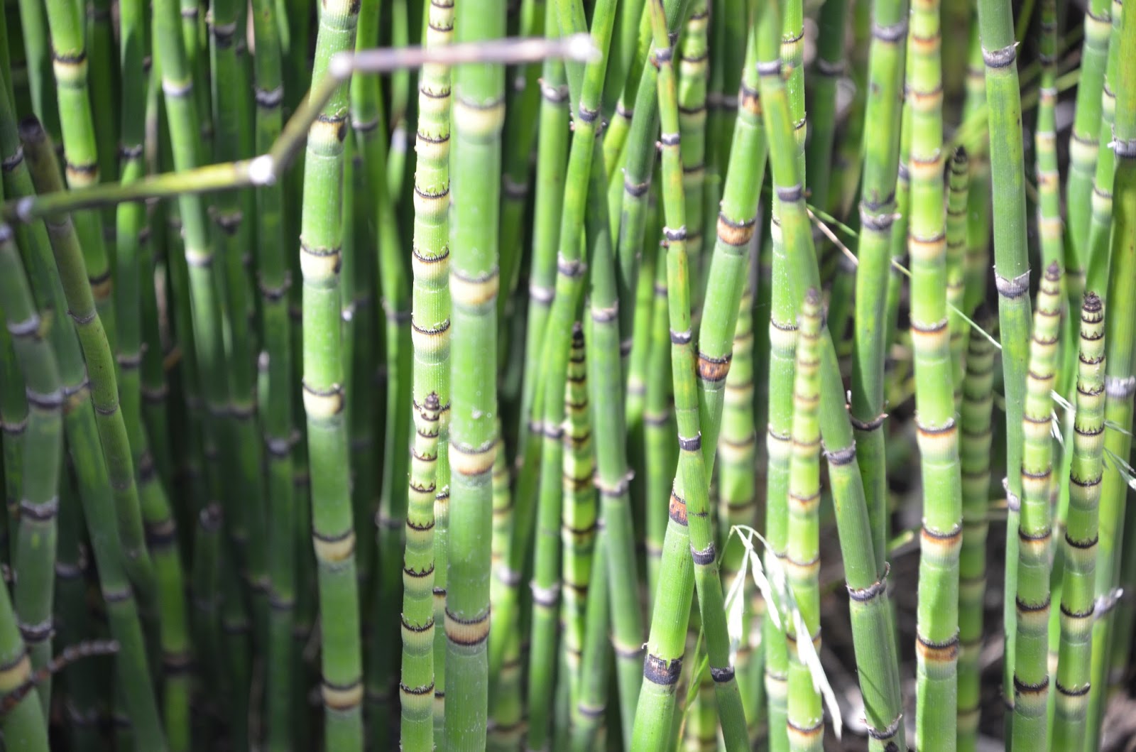 THE GIANT HORSETAIL Equisetum giganteum The Garden of Eaden