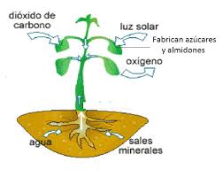 la fotosíntesis y sus coponentes