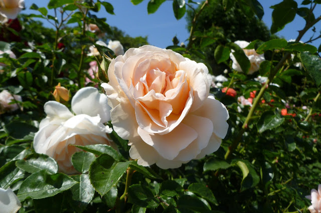 Ogród różany w Schonbrunn