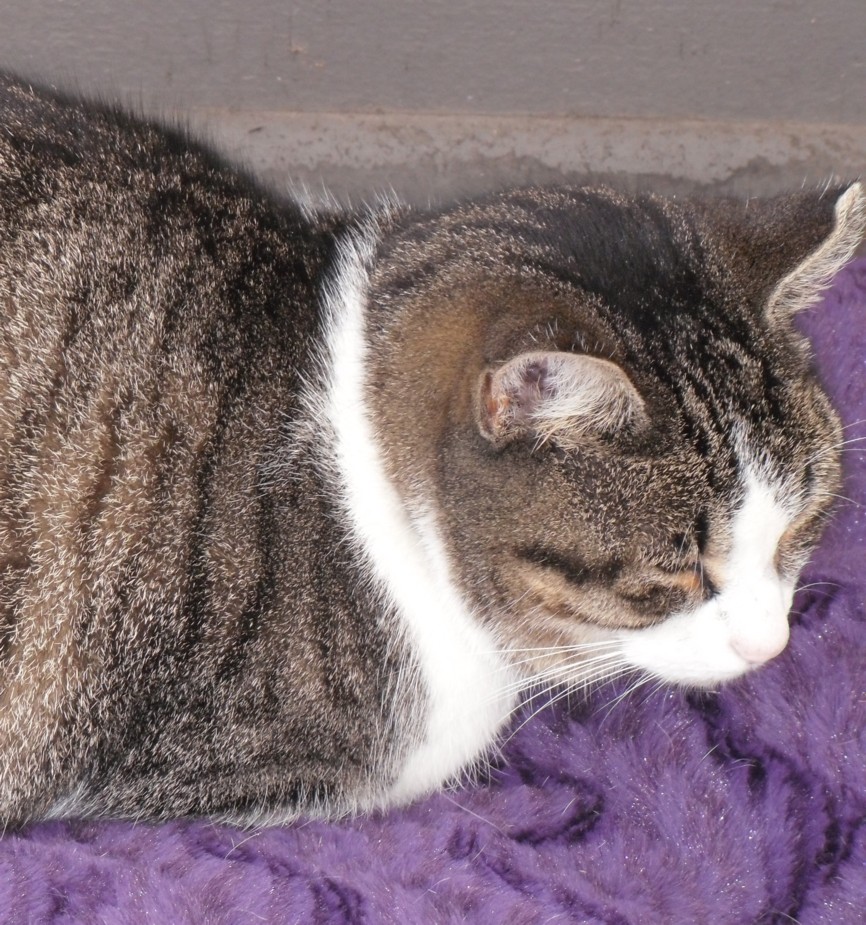 I prefer reading How many beds does one cat need?