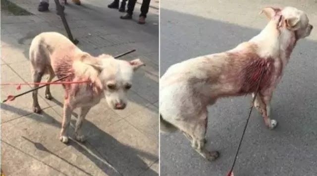 Bikin Gempar Anjing Tertusuk Panah Berjalan di Keramaian