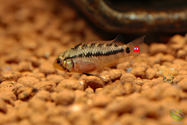 Apistogramma sp. pacman from Rio guaviare