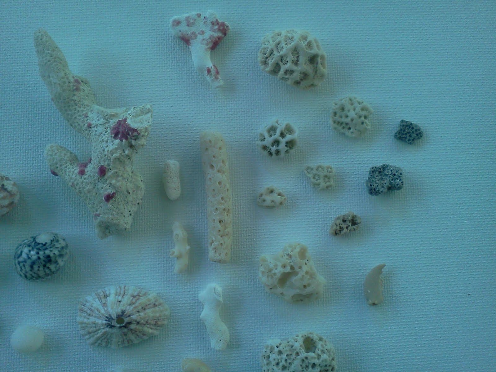 Confetti Monster Schemes: Sint-Maarten Shell Collection