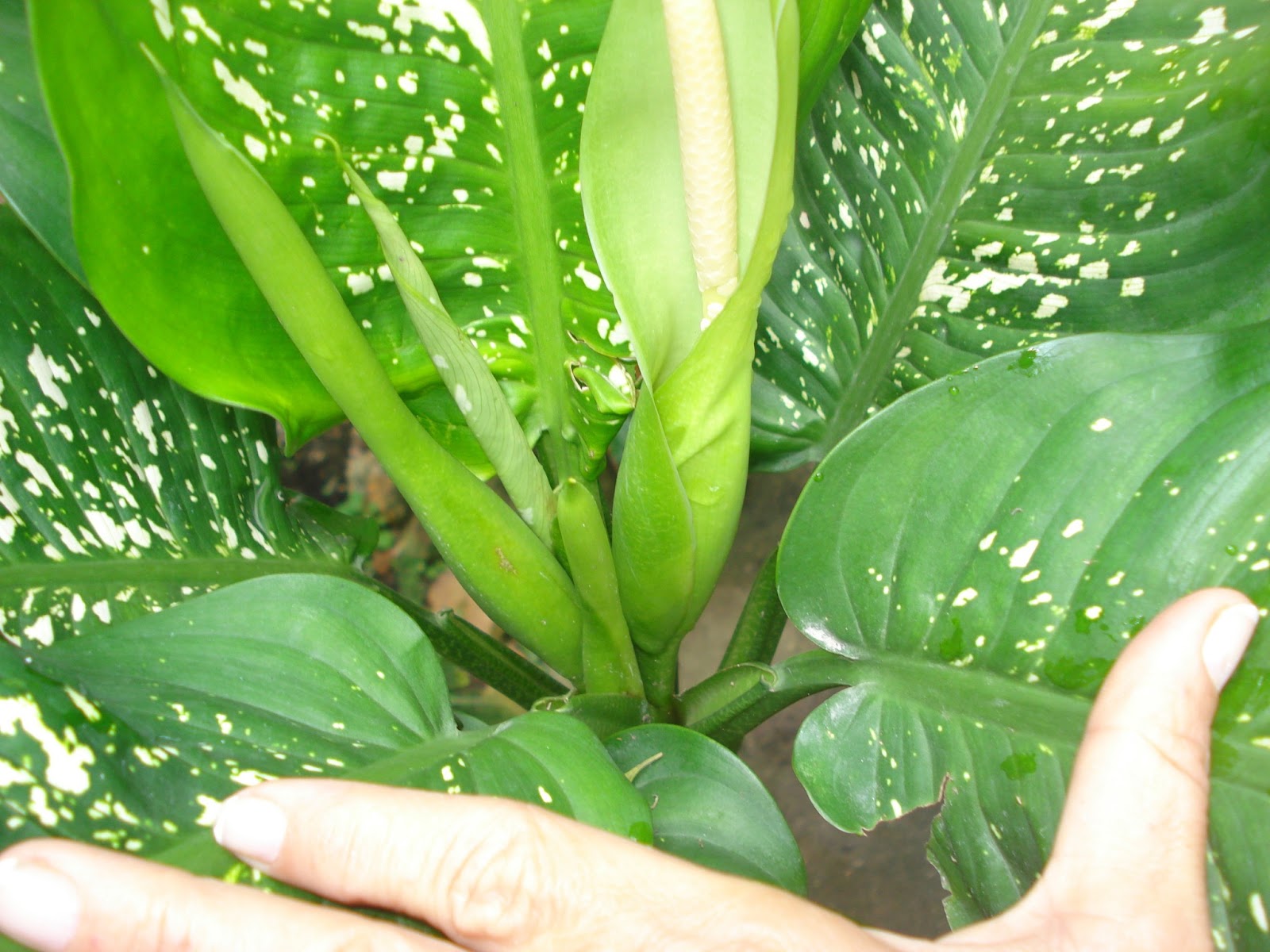 paisagista Holística Maria de Fatima Bezerra Cordeiro FLOR DE COMIGO NINGUÉM PODE