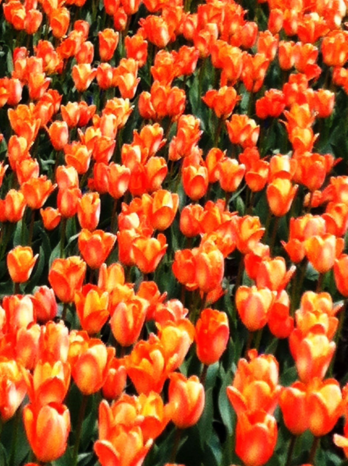 The Brown Knowser Wordless Wednesday May Flowers