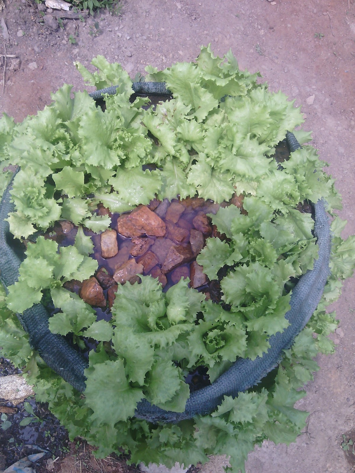 Growing Lettuce In Vertical Sack ORGANICFOODS...towards organic farm