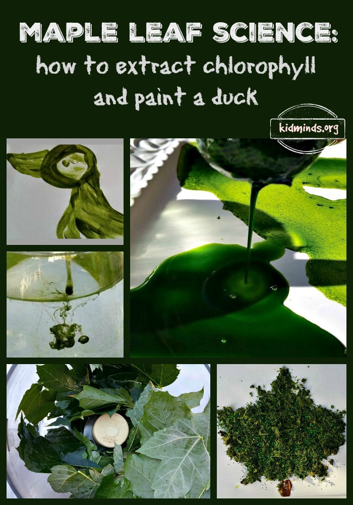 Maple Leaf Science how to extract chlorophyll and paint a duck KidMinds