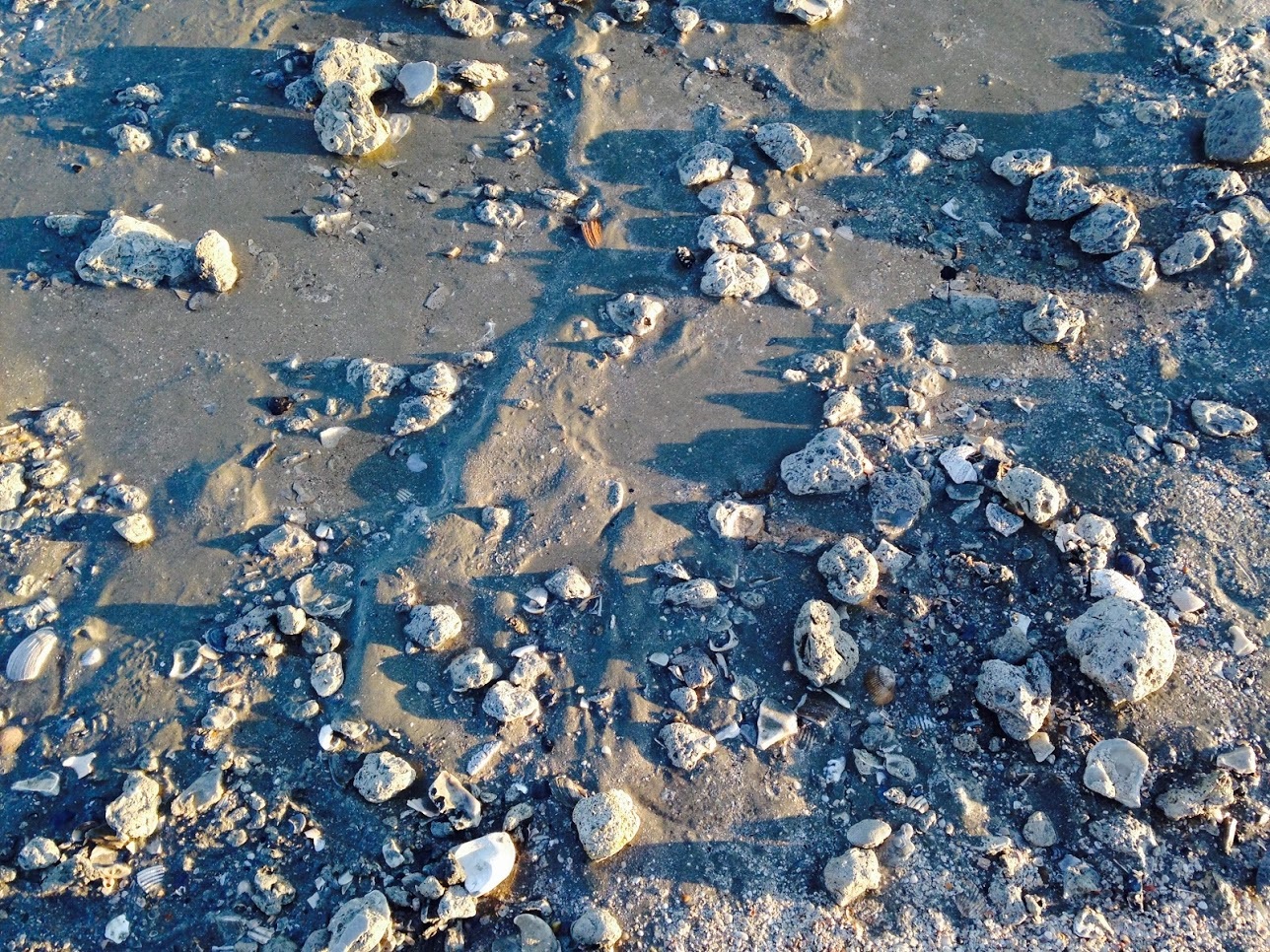 The Coastal Paleontologist The Ashley Phosphate Beds the Reconstruction Era, Vertebrate