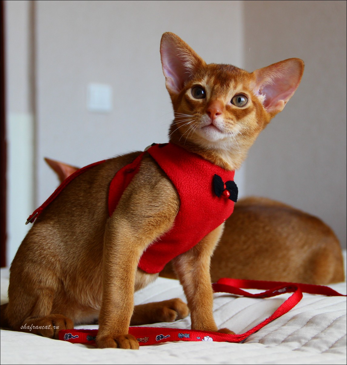 Abyssinian kittan Shafran Gilgamesh