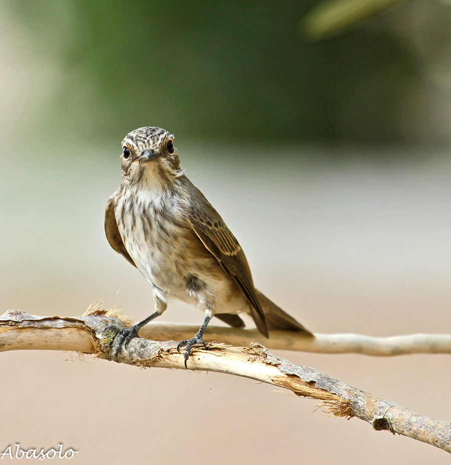 FOTOGRAFÍAS DE NATURALEZA: Papamoscas Gris (Muscicapa striata)