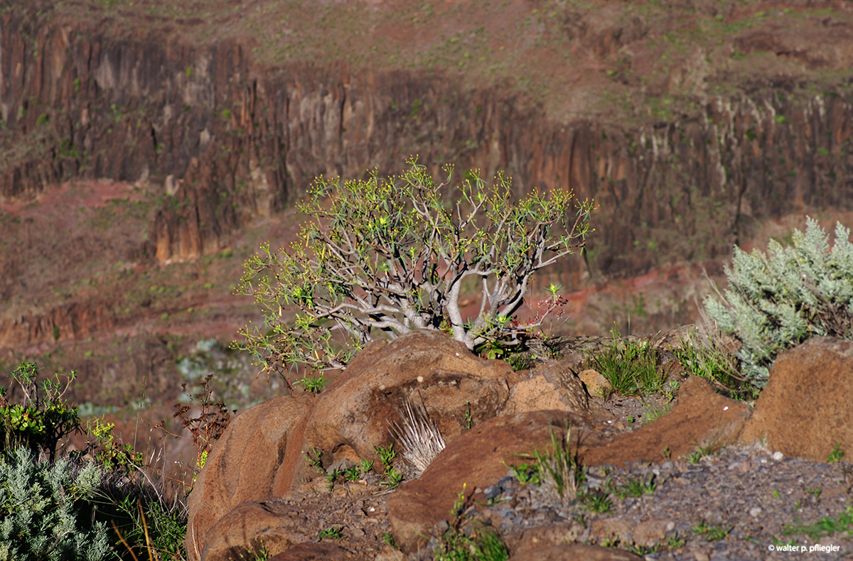 Nature photos from an Amateur Naturalist Valle Gran Rey, La Gomera
