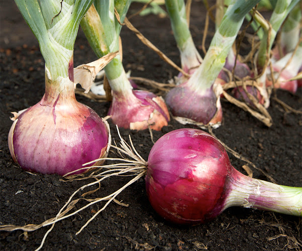 onions, growing onions, growing onions organically, guide for growing onions, guide for growing onions in home garden, how to grow onions, how to start growing onions