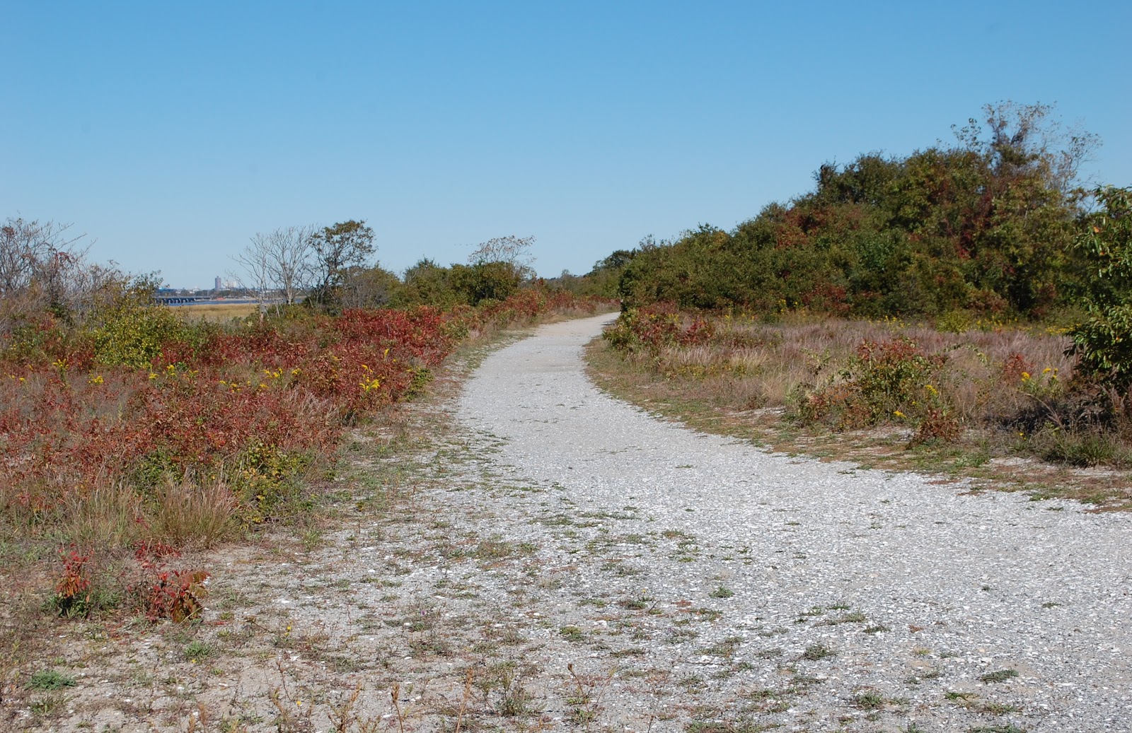 Urban Wildlife Guide: Jamaica Bay