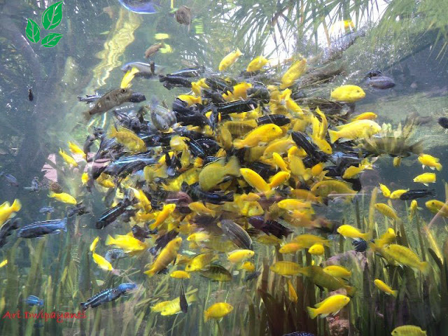 Budidaya Ikan lemon