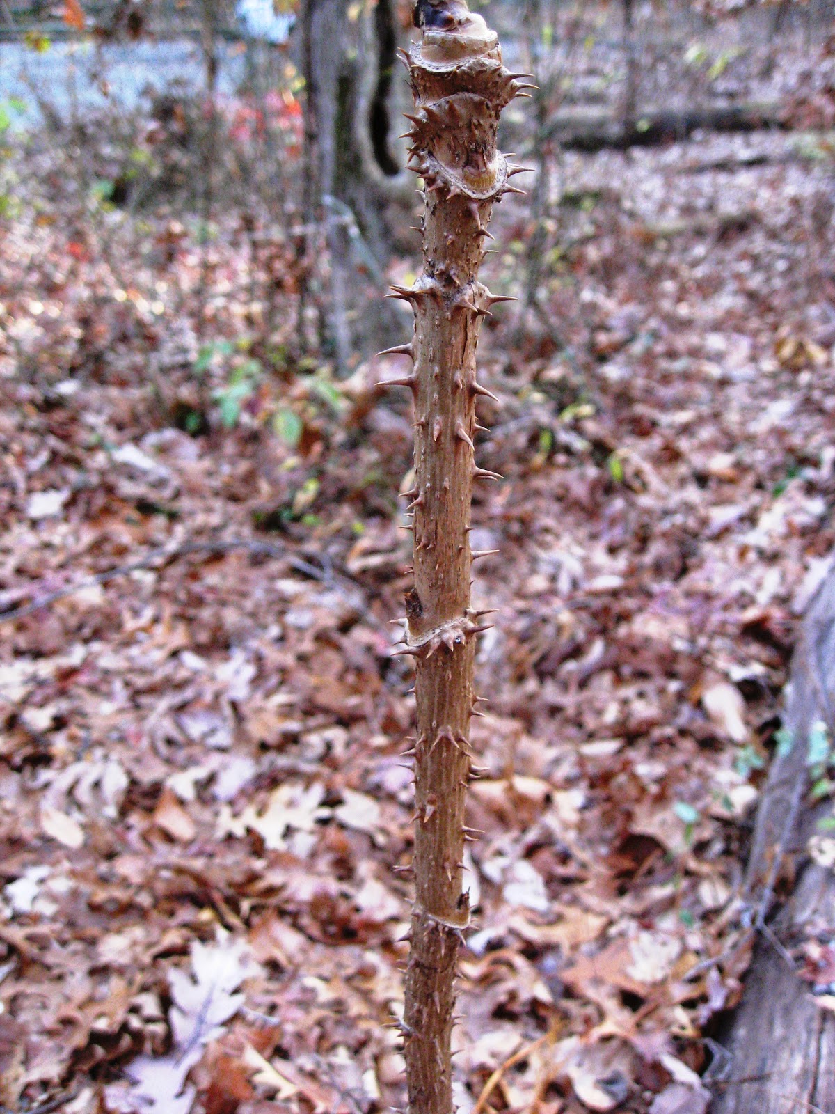 Capital Naturalist by Alonso Abugattas The Devil's Walkingstick