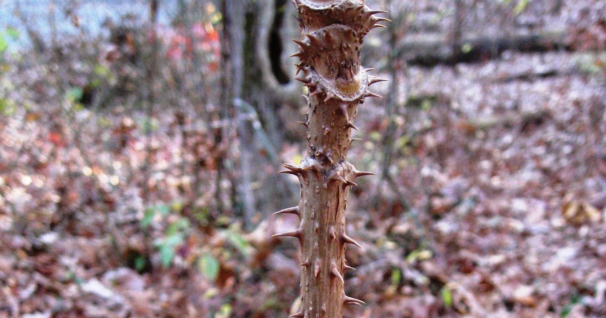 What Is The Latin Name For Devil’S Walking Stick? – KDFT