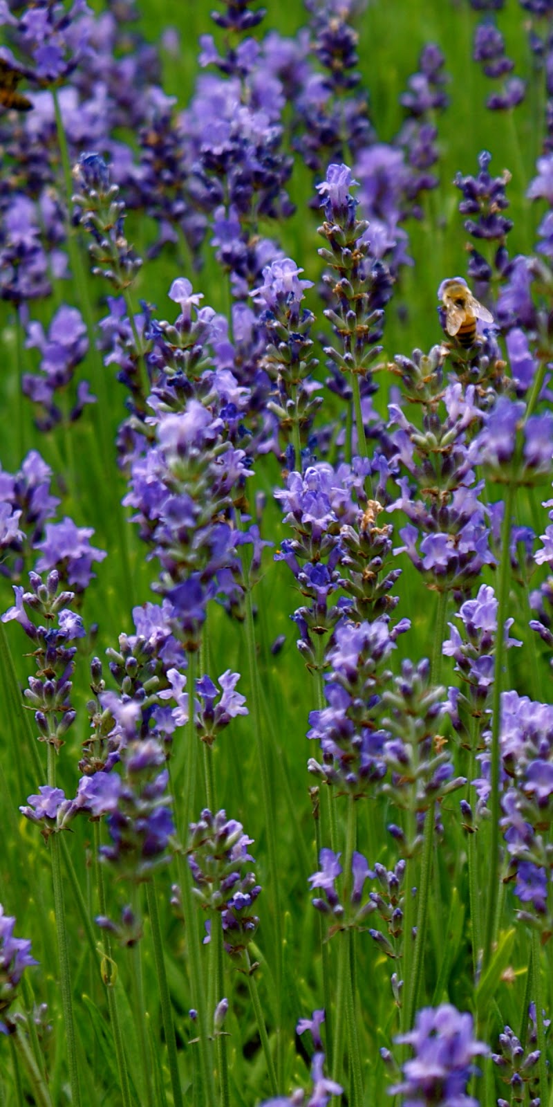 A SCRAPBOOK OF INSPIRATION: Lavender Inspiration