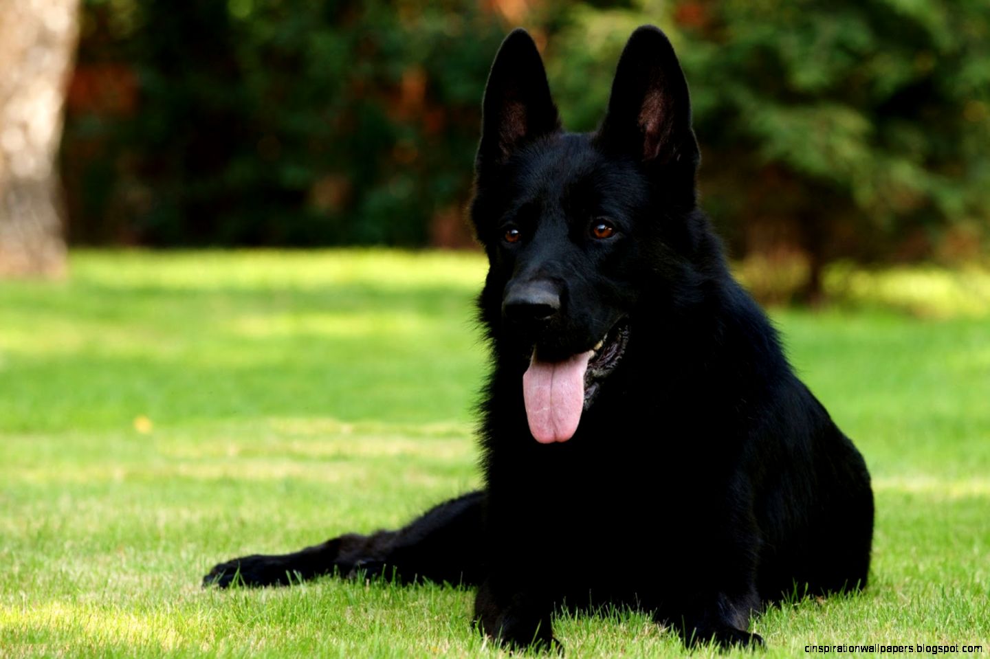 Black German Shepherd Dog