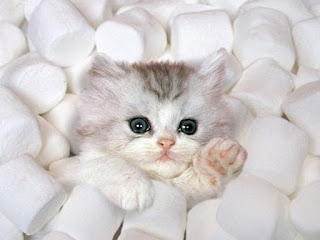 [Bild: marshmellow-kitten-big.jpg]