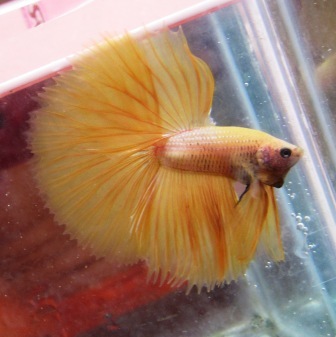 arseniastar: Jual Ikan Cupang / Betta Halfmoon Koleksi ...