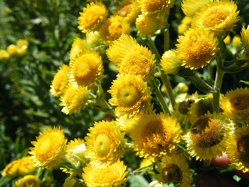The Herb Hound HELICHRYSUM