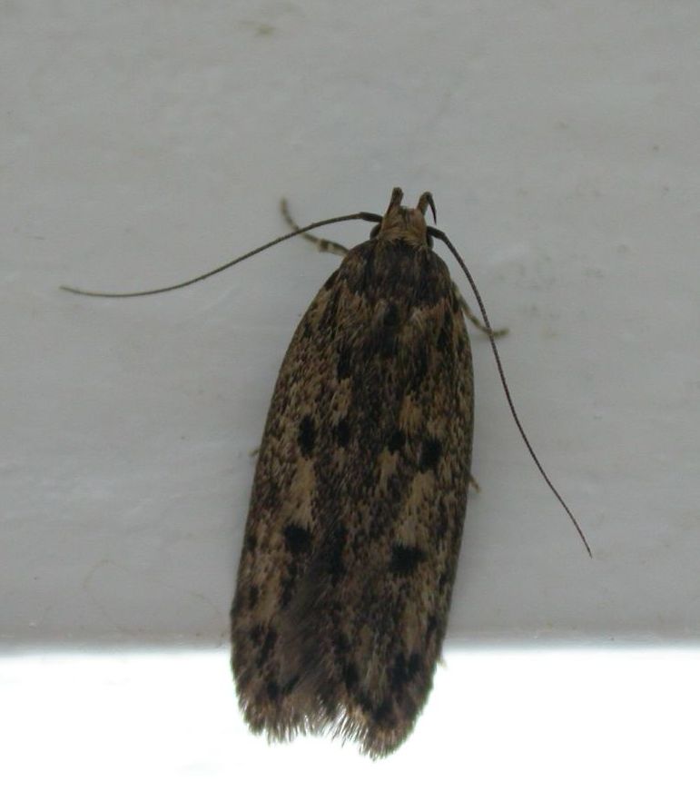 Shandy Hall Moths: 3 September 2012 - How now Brown House Moth