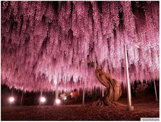 Inilah Pokok Bunga Yang Paling Indah Di Dunia - kopipasss