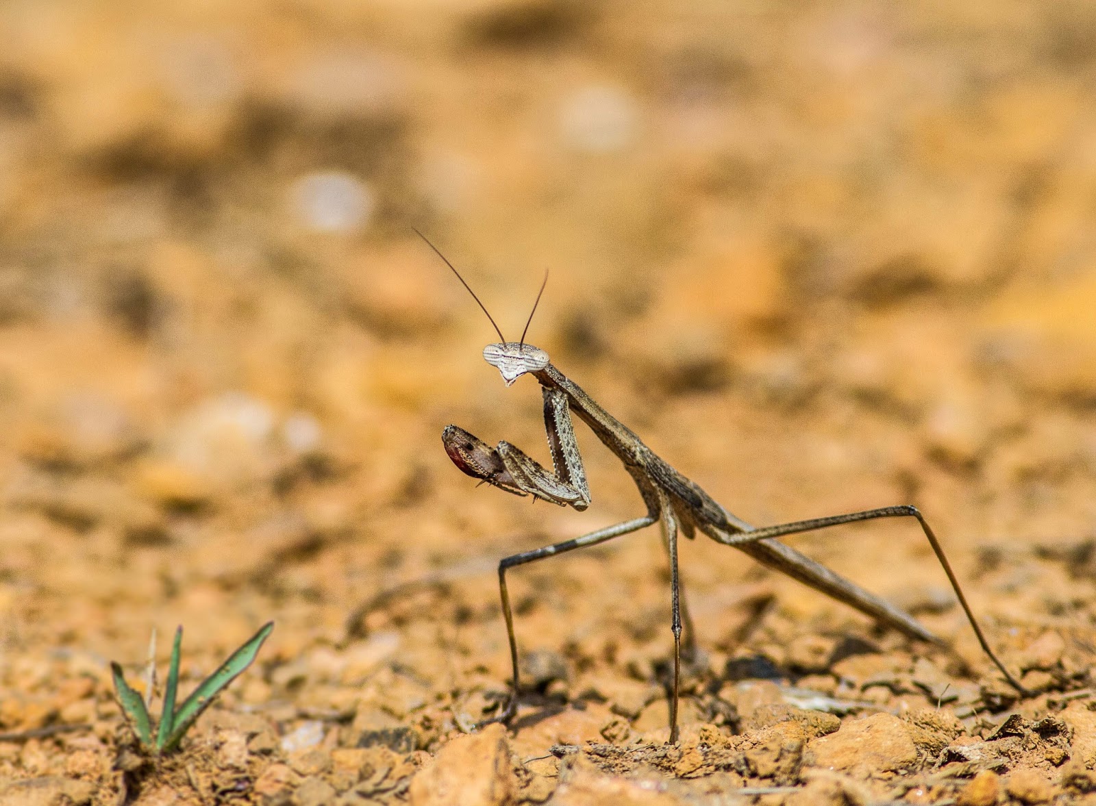 Musicroom's Imaging: Praying Mantis