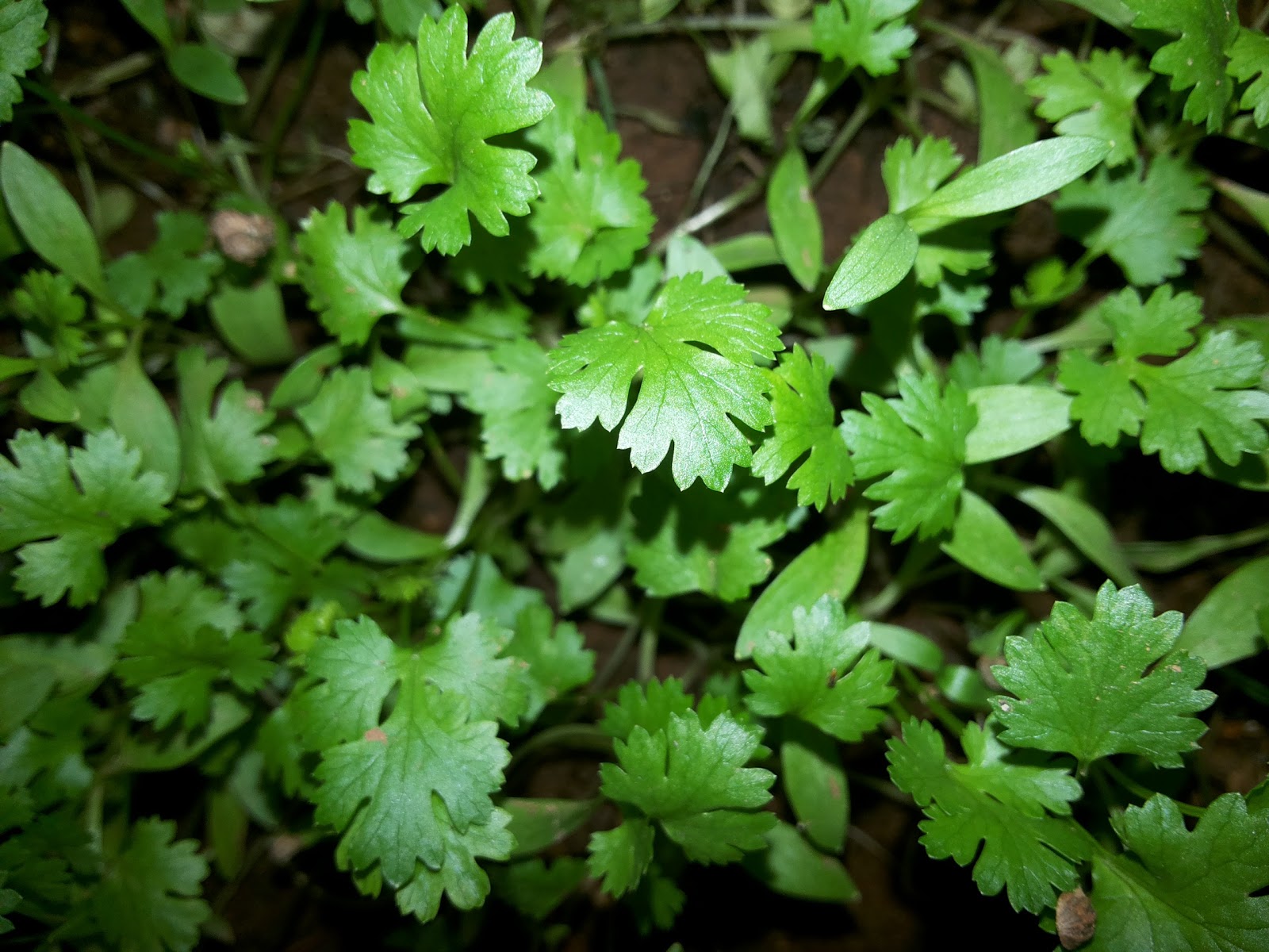 Suloshomegarden HOW TO GROW CORIANDER GREENS FROM SEEDS?