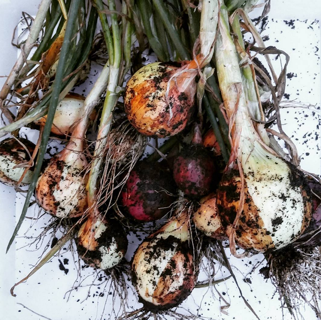 La Maison Boheme: June Garden Report & Natural Mosquito Repellent