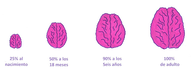 Crecimiento cerebral
