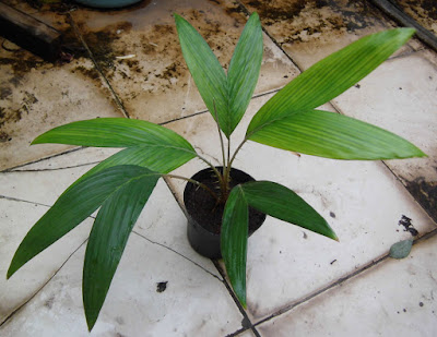 Tanaman Salak Pohon Salak