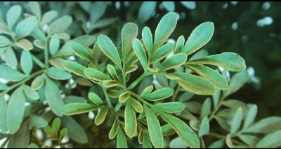 Para que sirve bañarse con Ruda