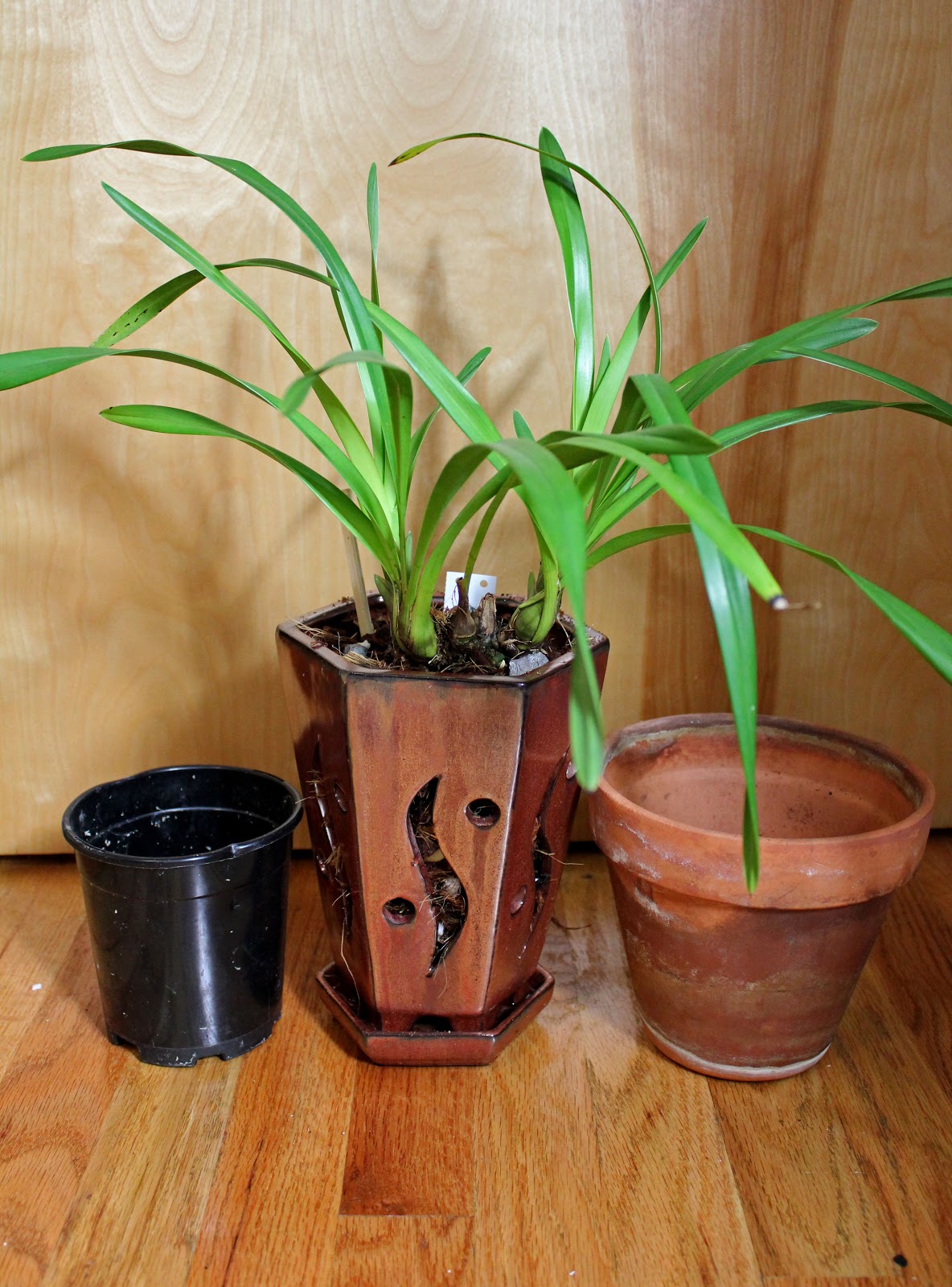 Maria's Orchids Completed repotting cymbidium Kusuda Shining x Douglas Dillon