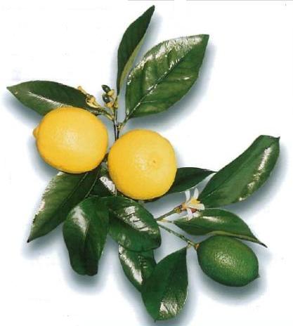 Citrusfélék és paraziták, Megtisztítja a férgek testét citrommal és fokhagymával