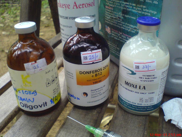 Ubat  Ubatan Asas Bagi Penternakan Kambing  Cara Menternak Kambing