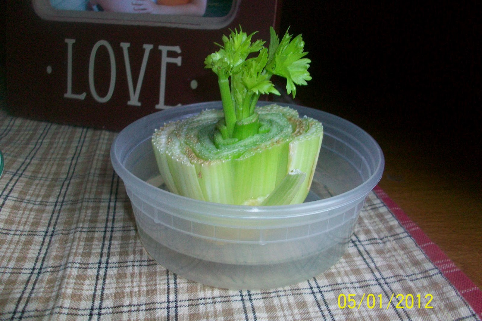 A Day in the Life of Liz..... In the Kitchen!! Growing Celery.......So