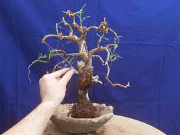 Teknik Memotong Serta Perawatan Tanaman bonsai