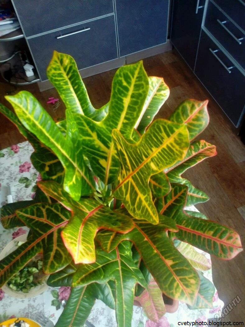 Помогите, пожалуйста, определить комнатные растения. Я часто вижу их. Зеленые