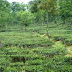 Bangladesh Natural Picture