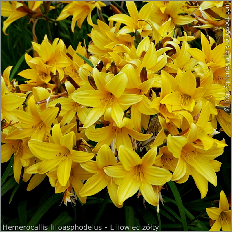Hemerocallis lilioasphodelus syn. Hemerocallis flava flowers - Liliowiec żółty kwiaty