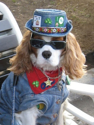funny fashionable dog