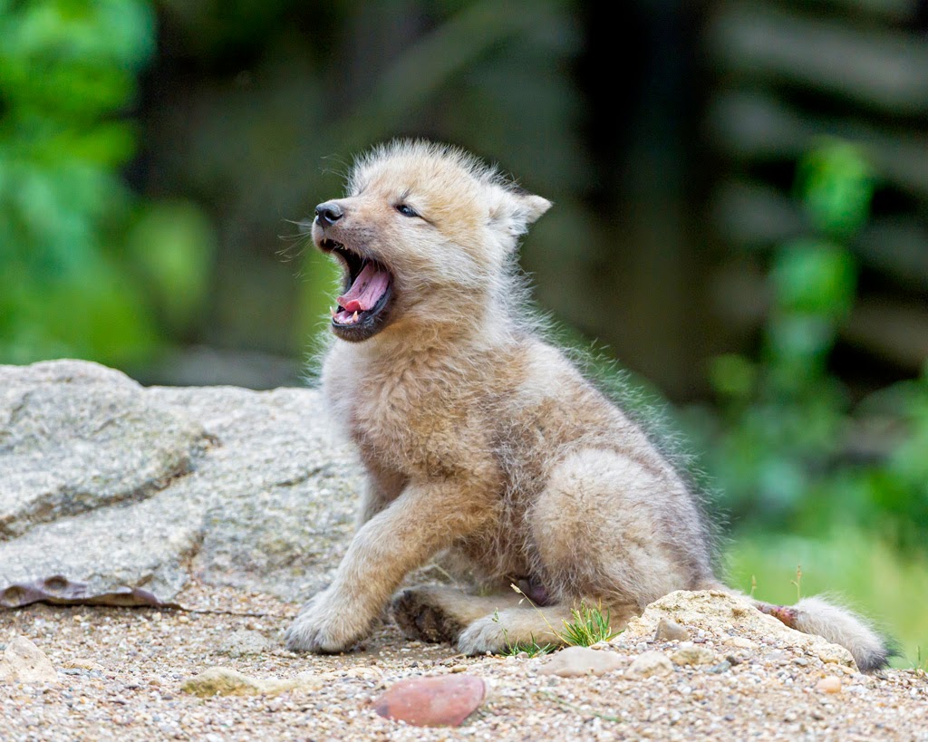 White Wolf : There's Nothing Cuter Than Baby Animals Yawning (12 Photos)