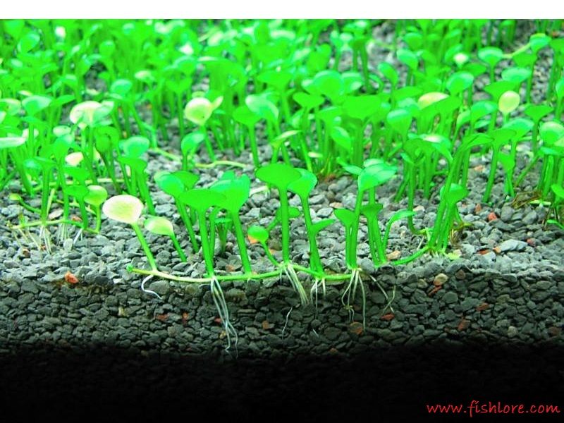 Tanaman - Tanaman Aquascape Untuk Pemula Yang Mudah Sekali Perawatanya Marsilea Minuta - Tanaman - Tanaman Aquascape Untuk Pemula Yang Mudah Sekali Perawatanya