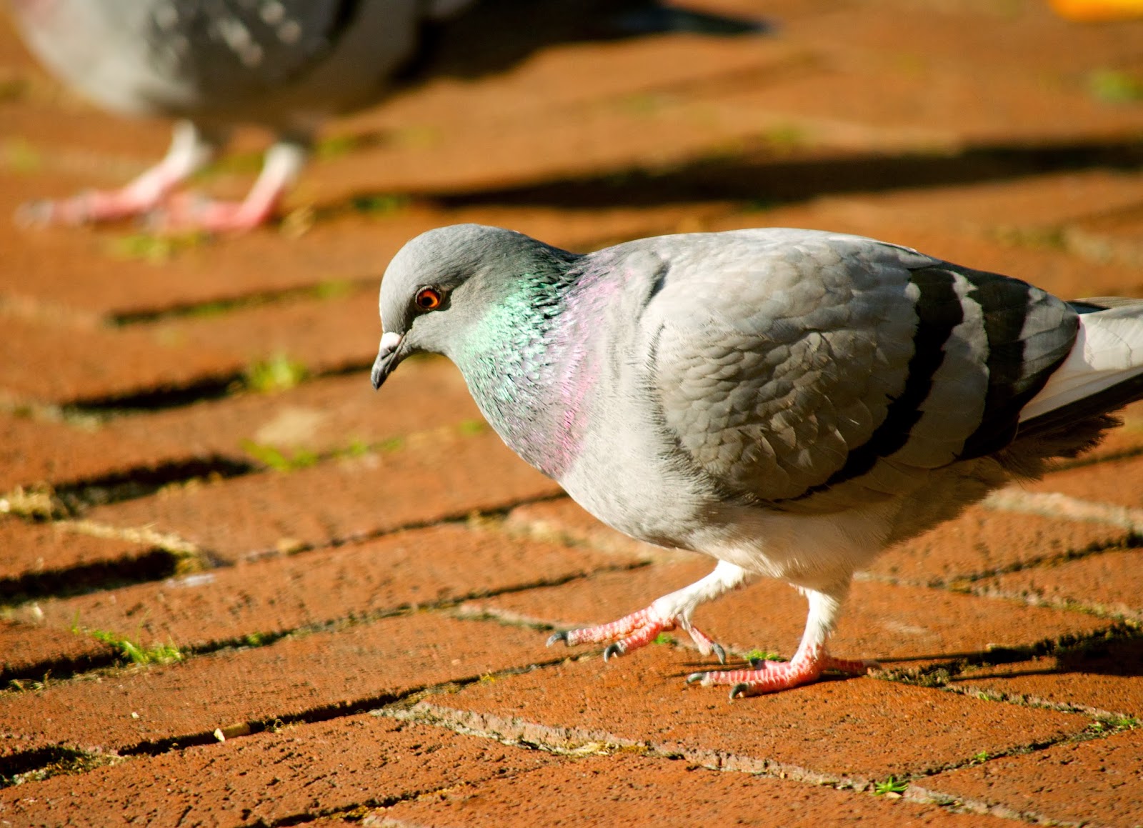 pigeons nike sb