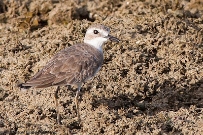 Charadrius leschenaultii - Greater Sand Plover