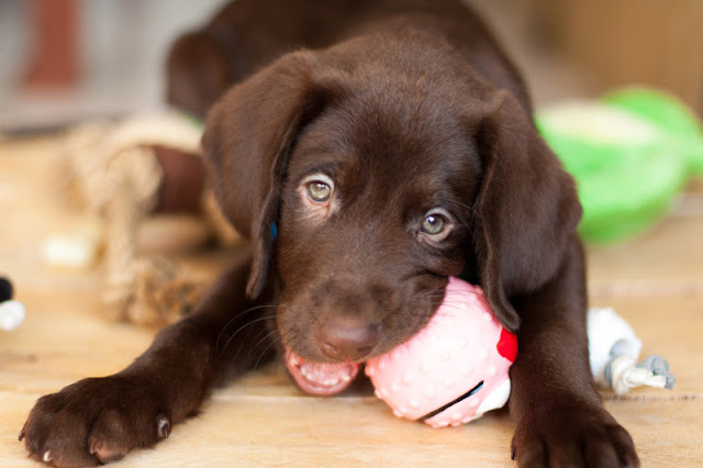 How to choose a puppy. Four vital questions to ask and a checklist of tips for choosing a puppy