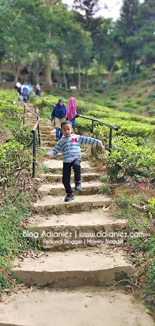 Holiday Cameron Highlands | Cameron Valley Tea House 1