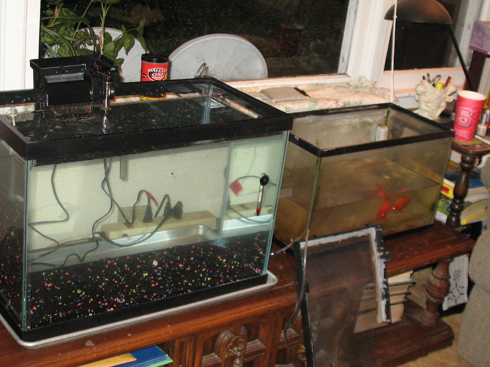 20-gallon-tank