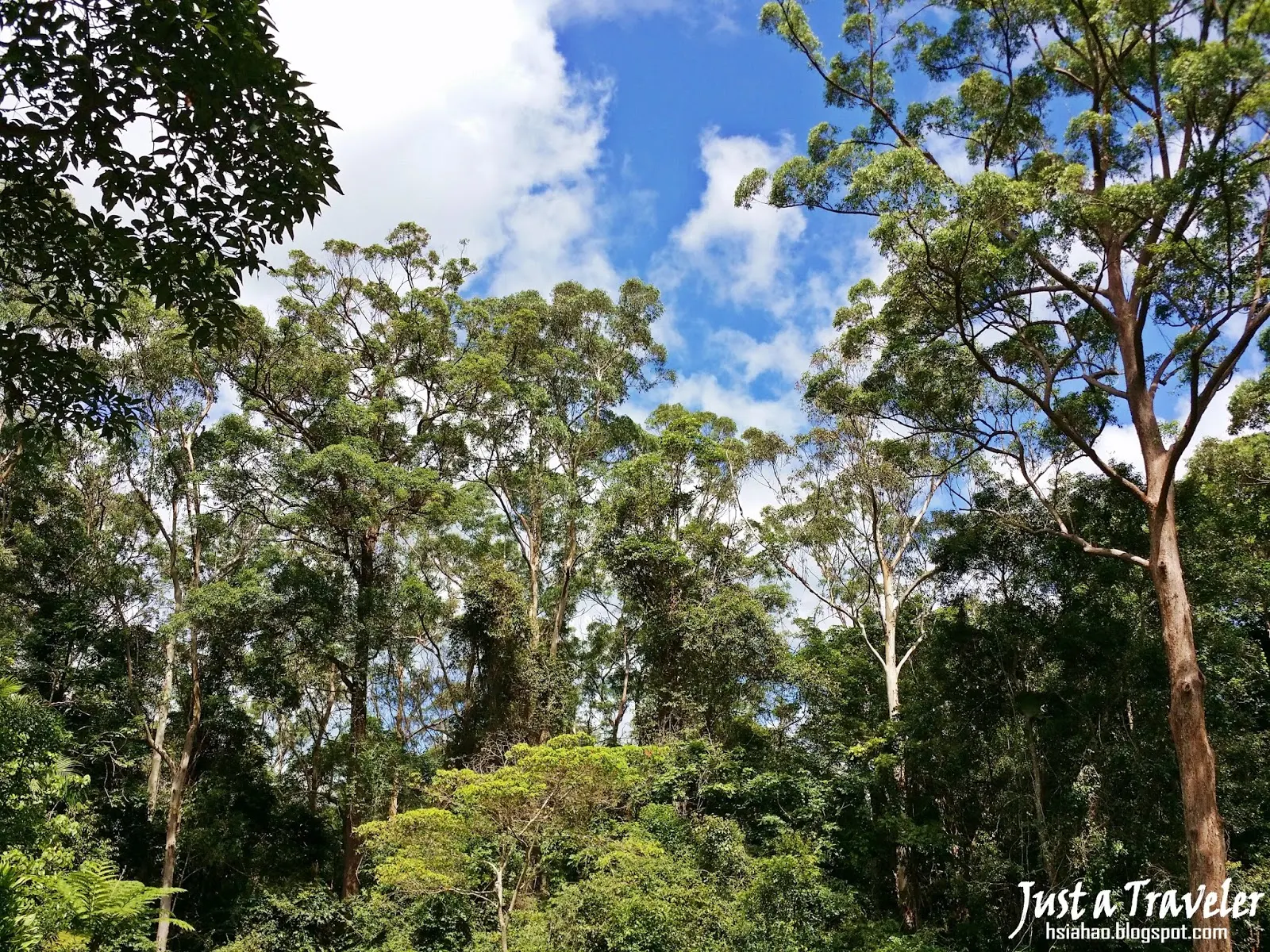 Brisbane-national-park-hiking-mountain-climbing-best-recommendation-Kondalilla-National-Park
